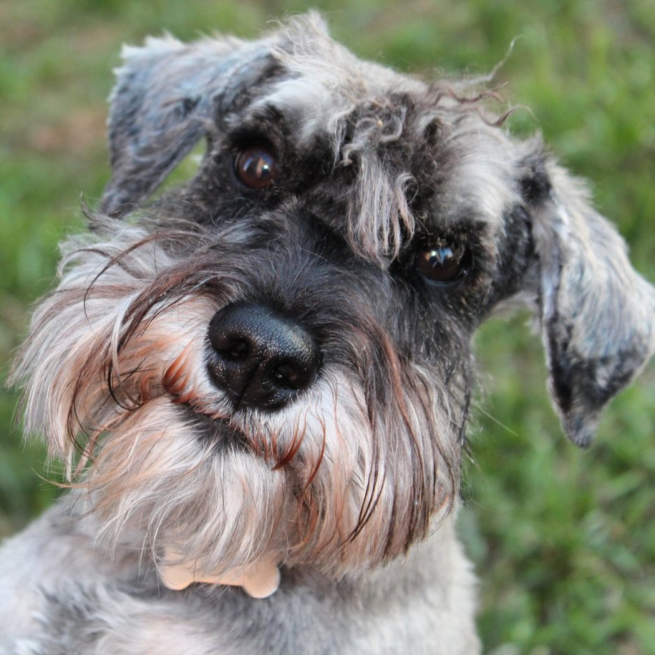 Порода собак Цвергшнауцер