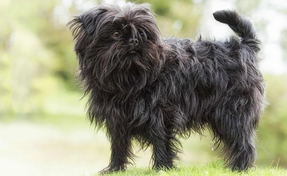 Пудель мальтипу улыбается