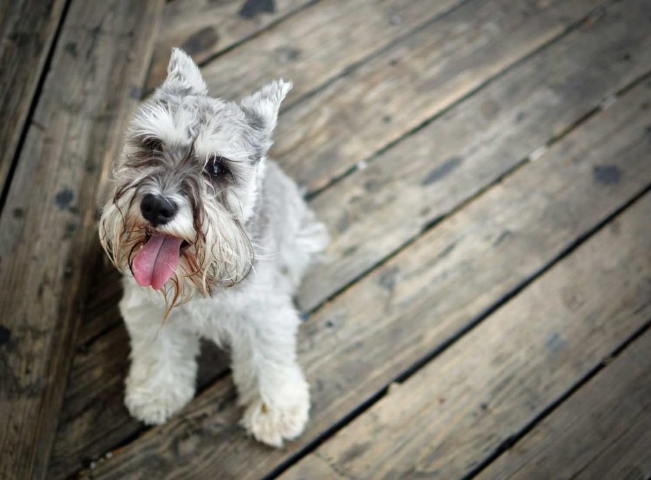 Бородатая собака порода шнауцер