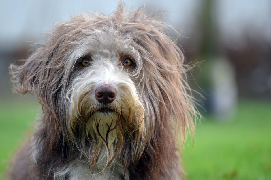 Собачка бельгийский гриффон