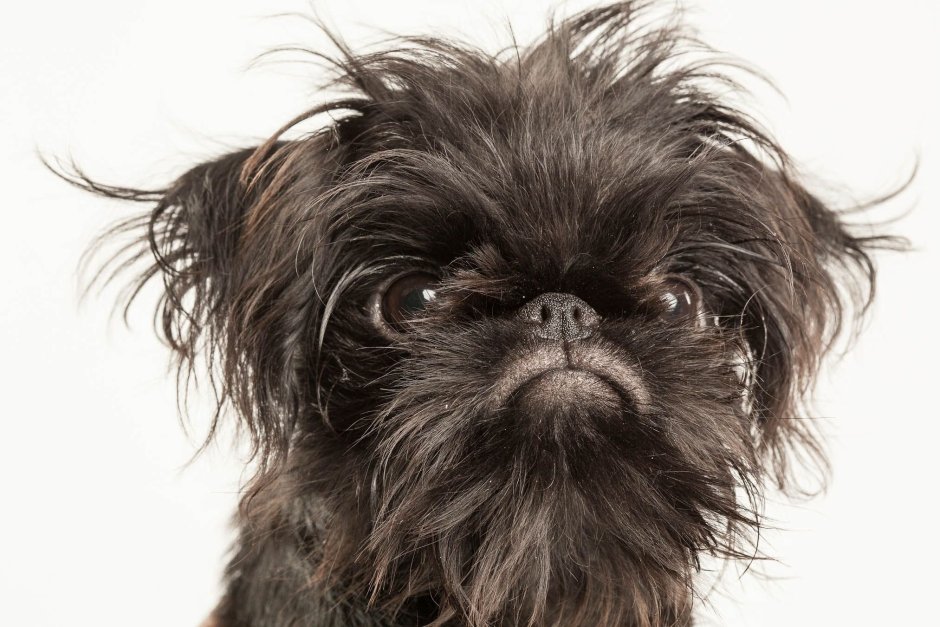 Собаки с пушистым мехом