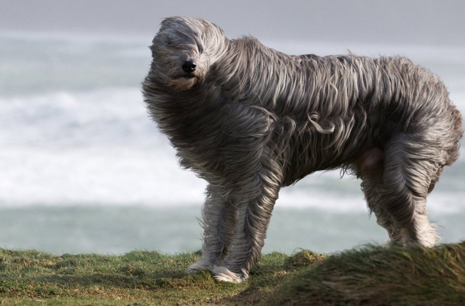 Маленькая собака с усами и бородой