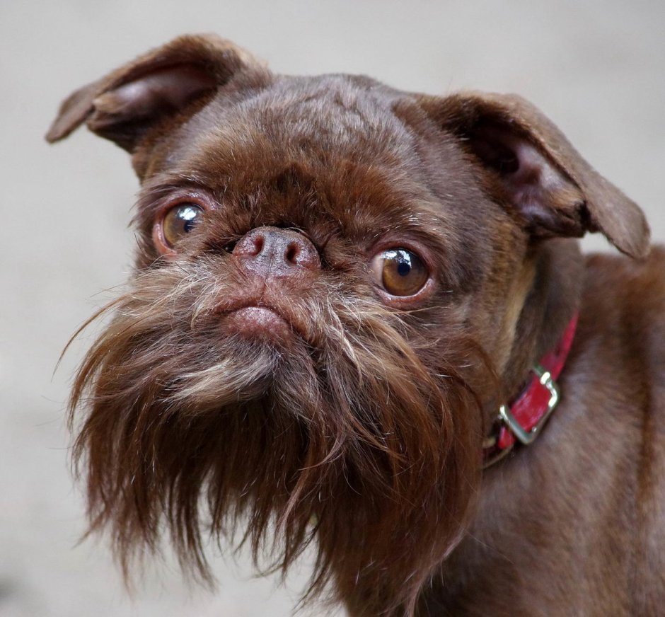 Порода бельгийский гриффон