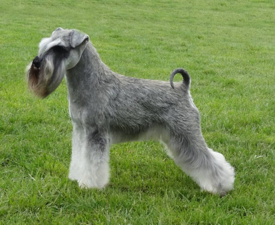 Чихуа китайская хохлатая