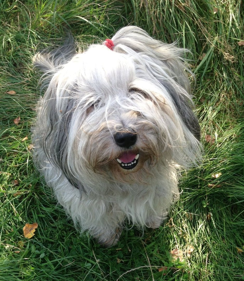 Цвергшнауцер длинношерстный