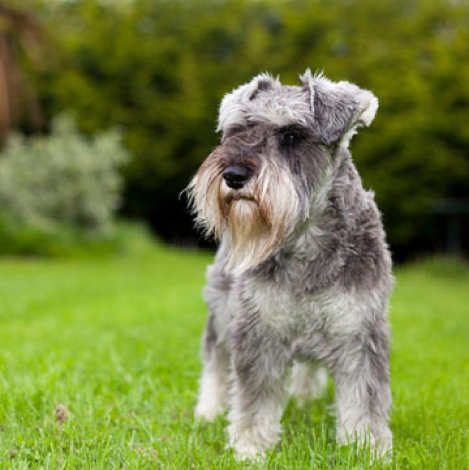 Цверг терьер