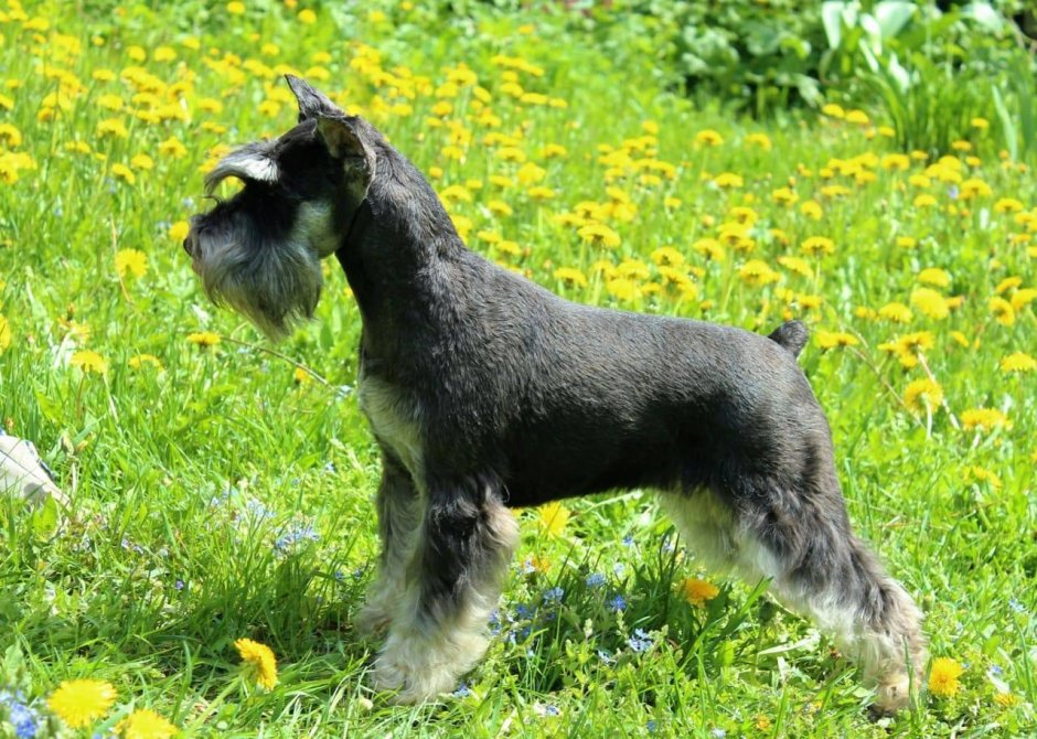 Уайт Бивер терьер