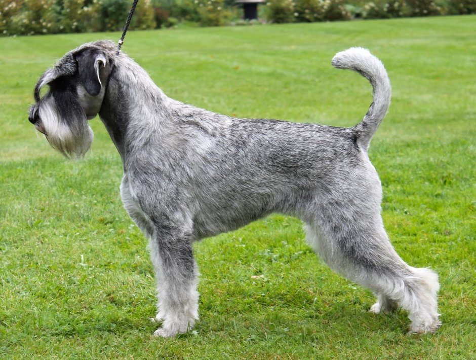 Бородатая собака терьер