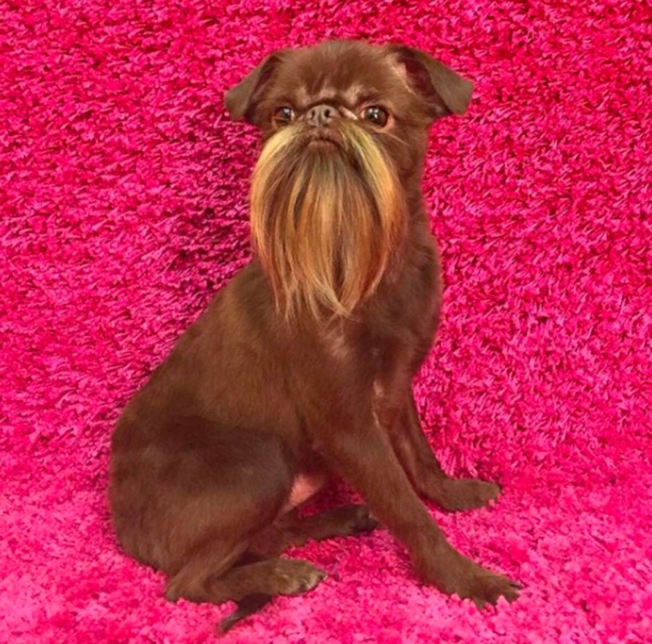 Порода собаки Дарт Хард