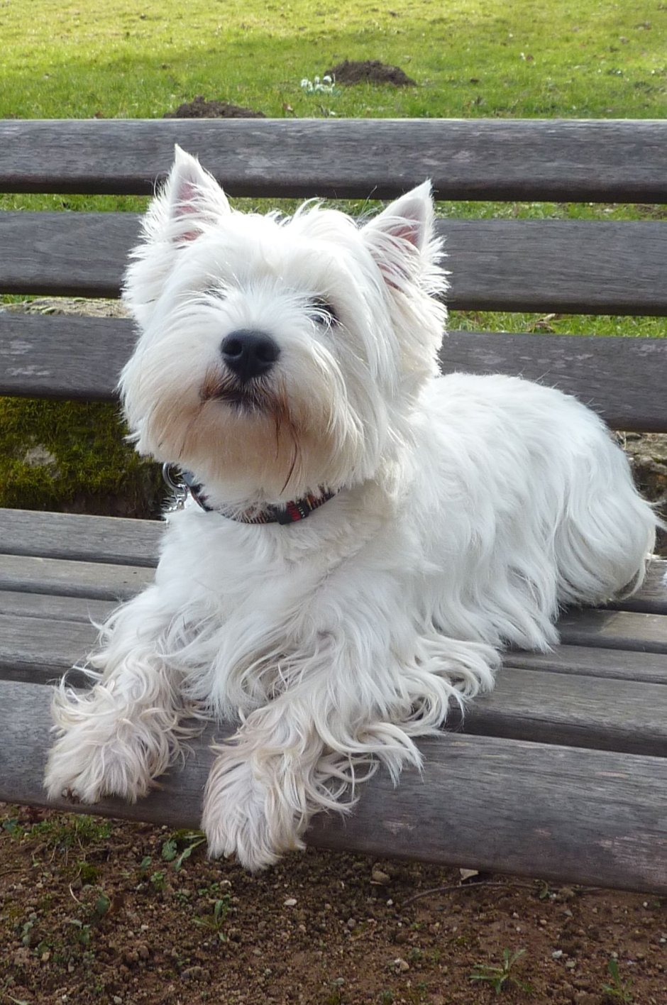 Бородатая собака Ризеншнауцер