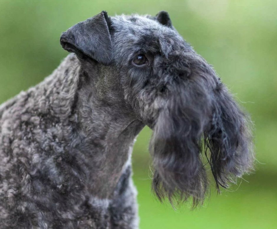 Бородатая собака порода шнауцер
