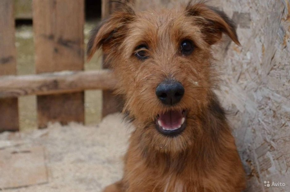 Гриффон бельгийский бородатый