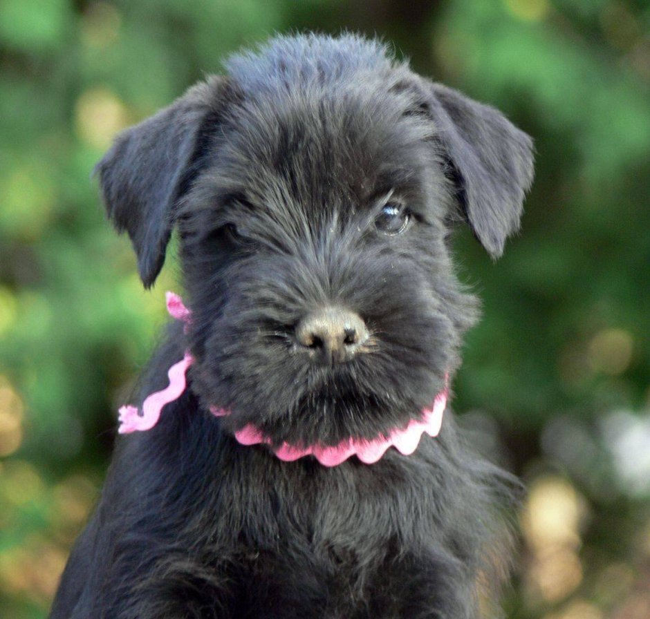 Средний шнауцер Миттельшнауцер