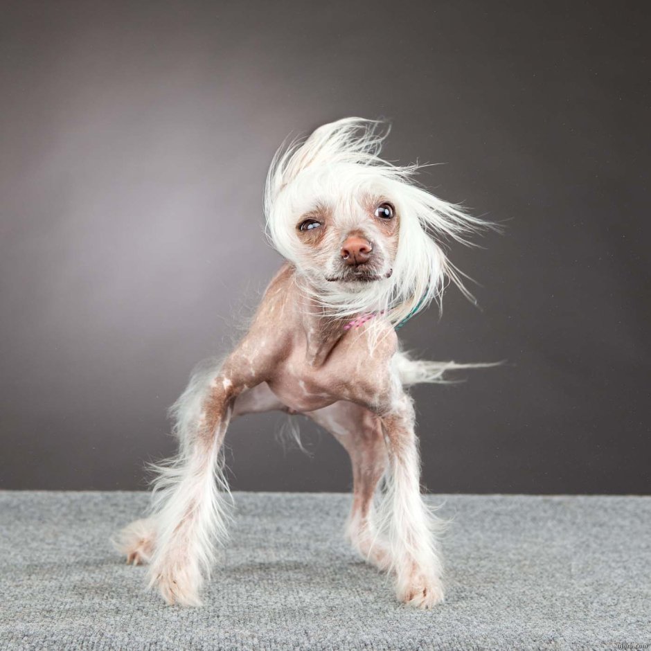 Шнауцер терьер