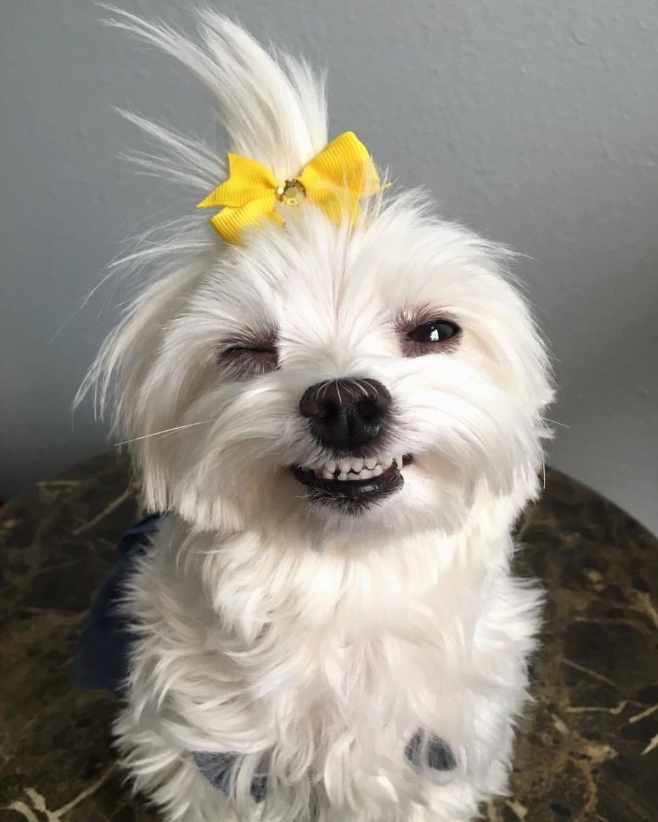 Брюссельский Грифон черный