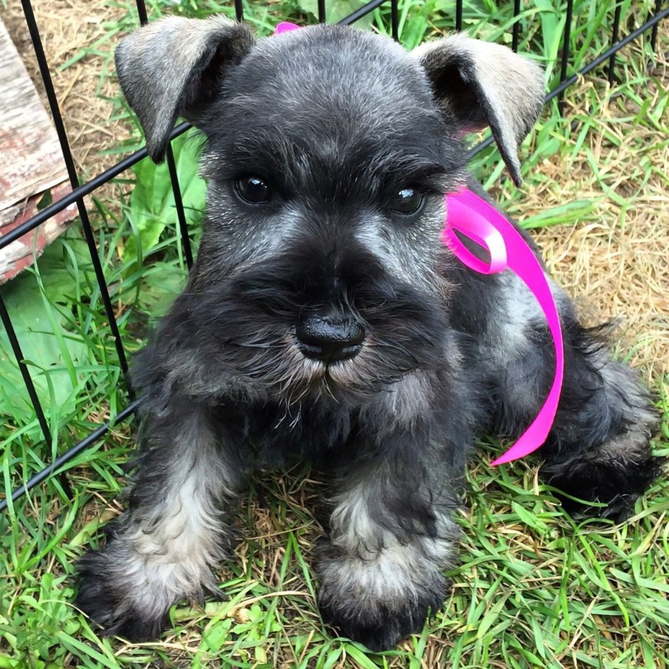 Швец шнауцер