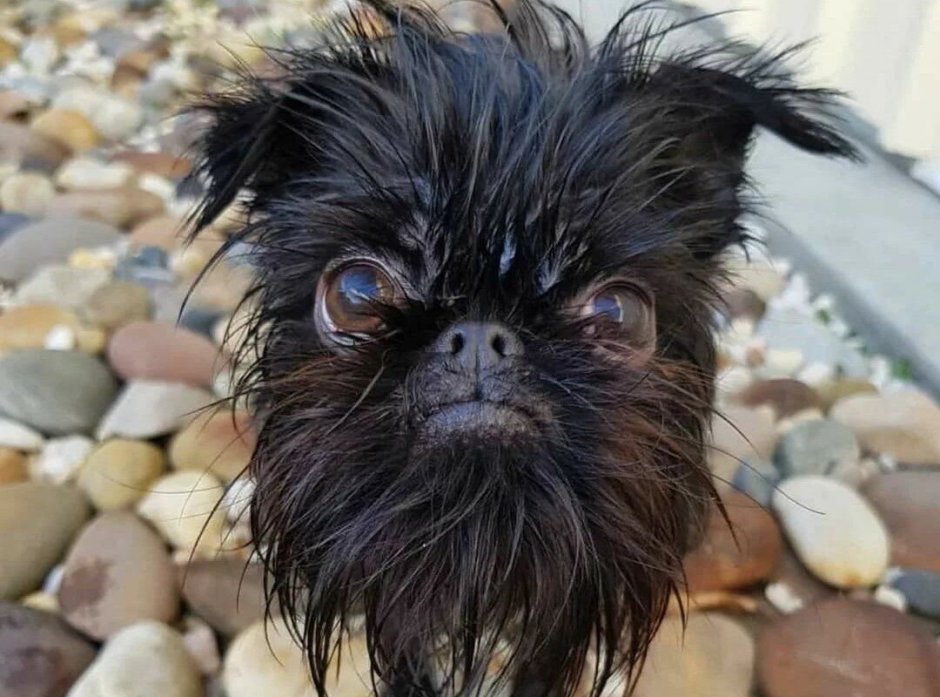 Необычная борода