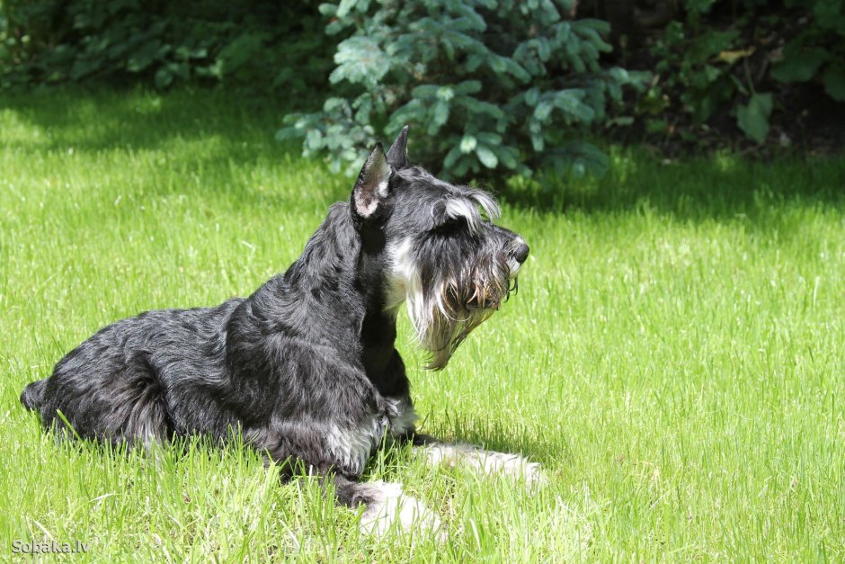 Миттельшнауцер порода собак