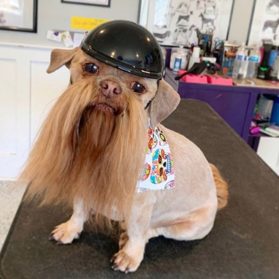 Цверг терьер