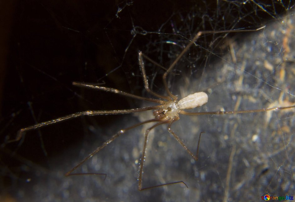 Phalangium Opilio