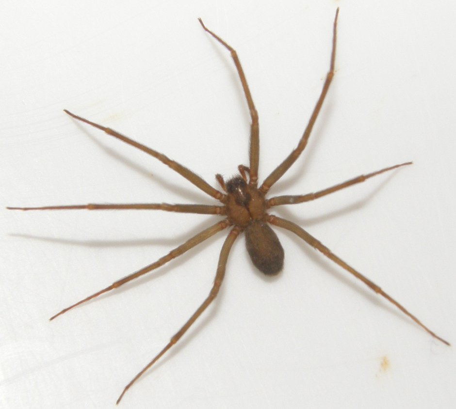 Opilio canestrinii