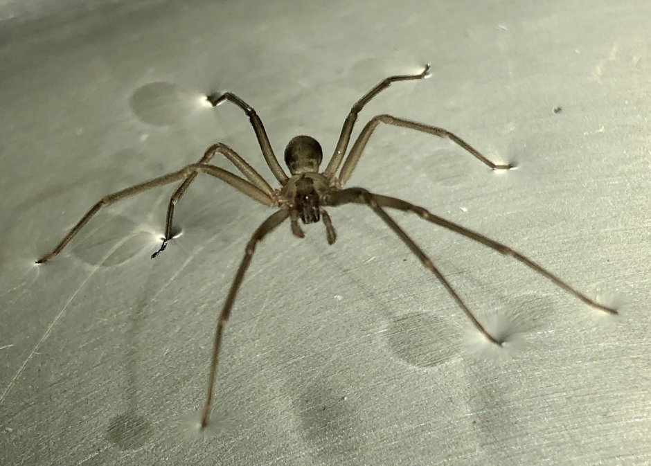 Паук долгоножка Pholcus phalangioides