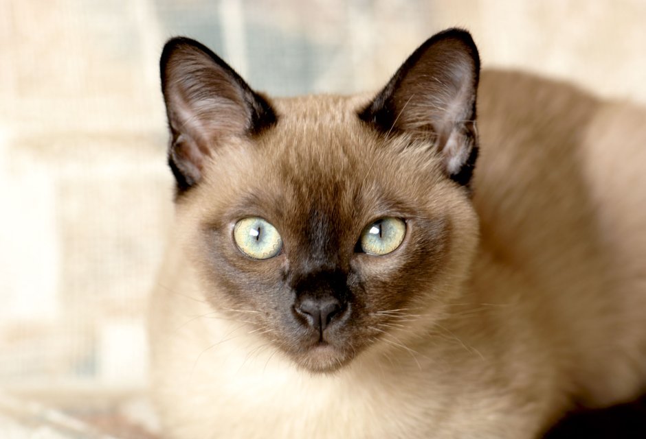 Бурманская кошка