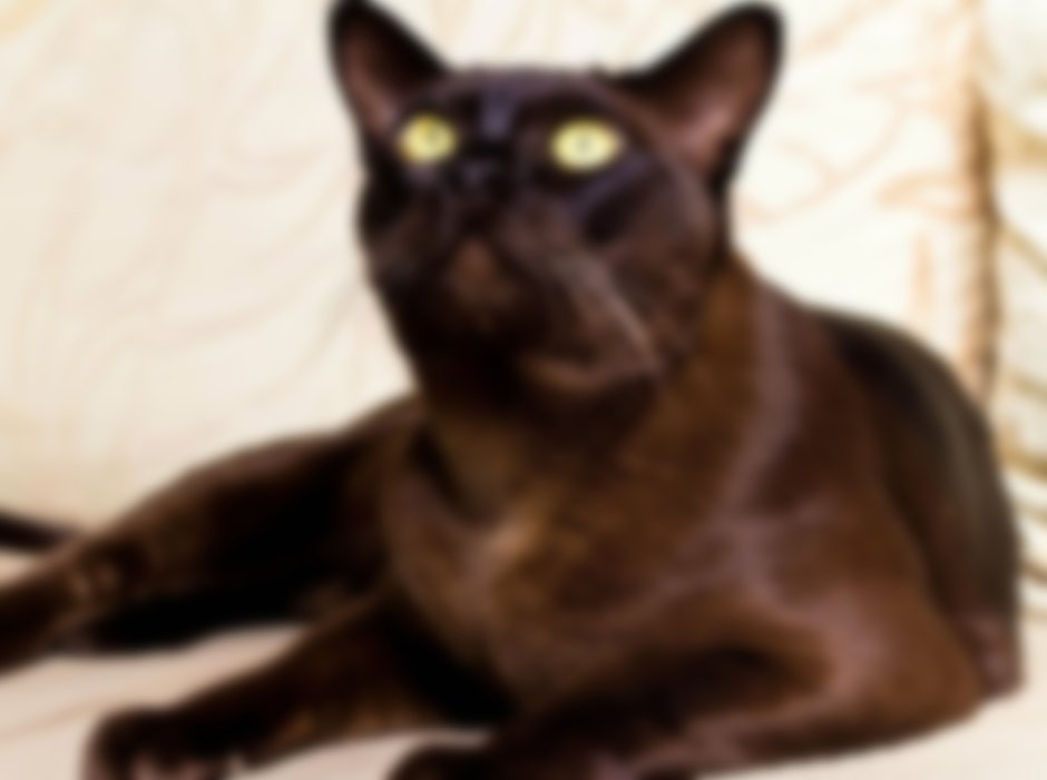 Бурманская кошка соболиного окраса