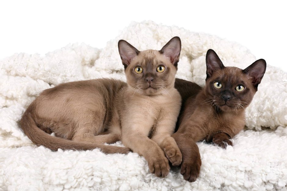 Бурманская кошка