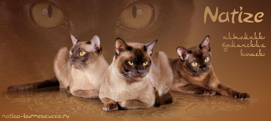 Бурманская кошка