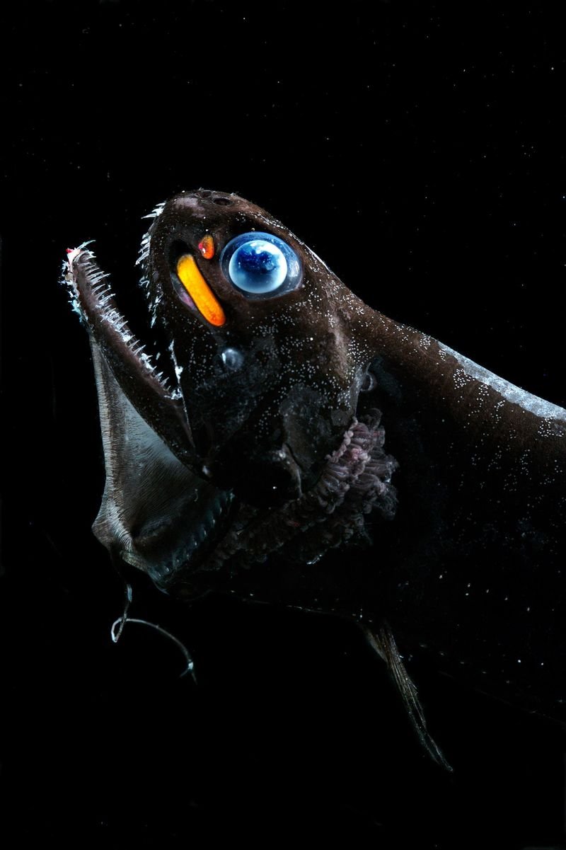 Black Dragonfish Idiacanthus Atlanticus