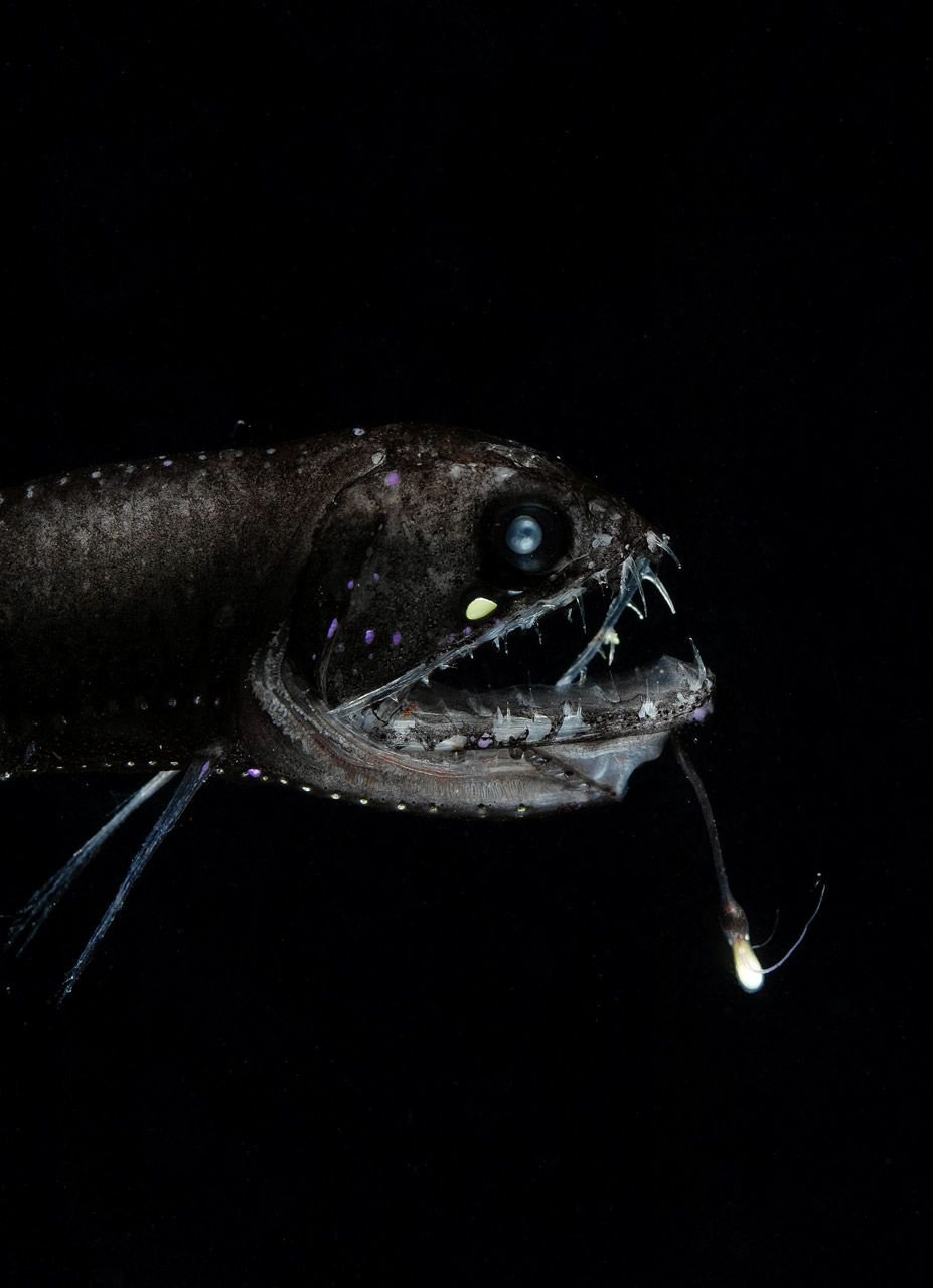 Хаулиод (рыба-гадюка)