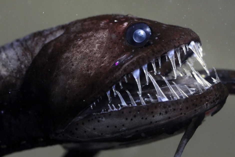 Атлантический идиакант