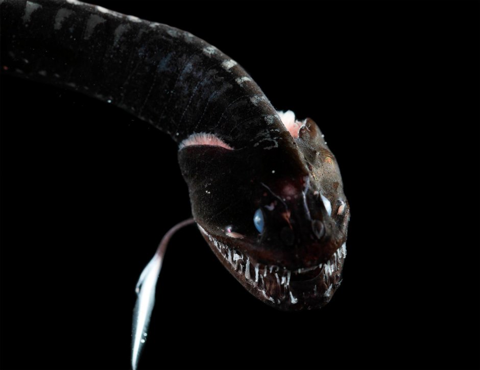 Атлантический идиакант