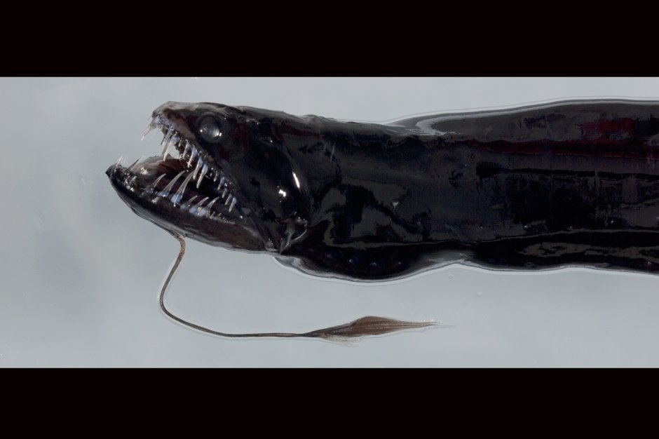 Тихоокеанский идиакант