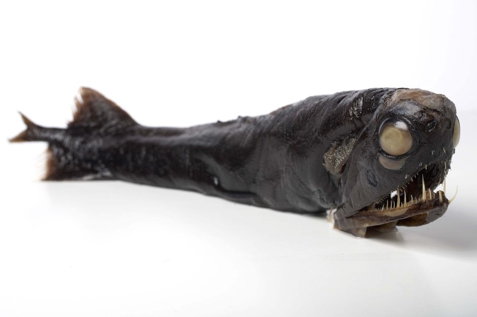 Тихоокеанский хаулиод