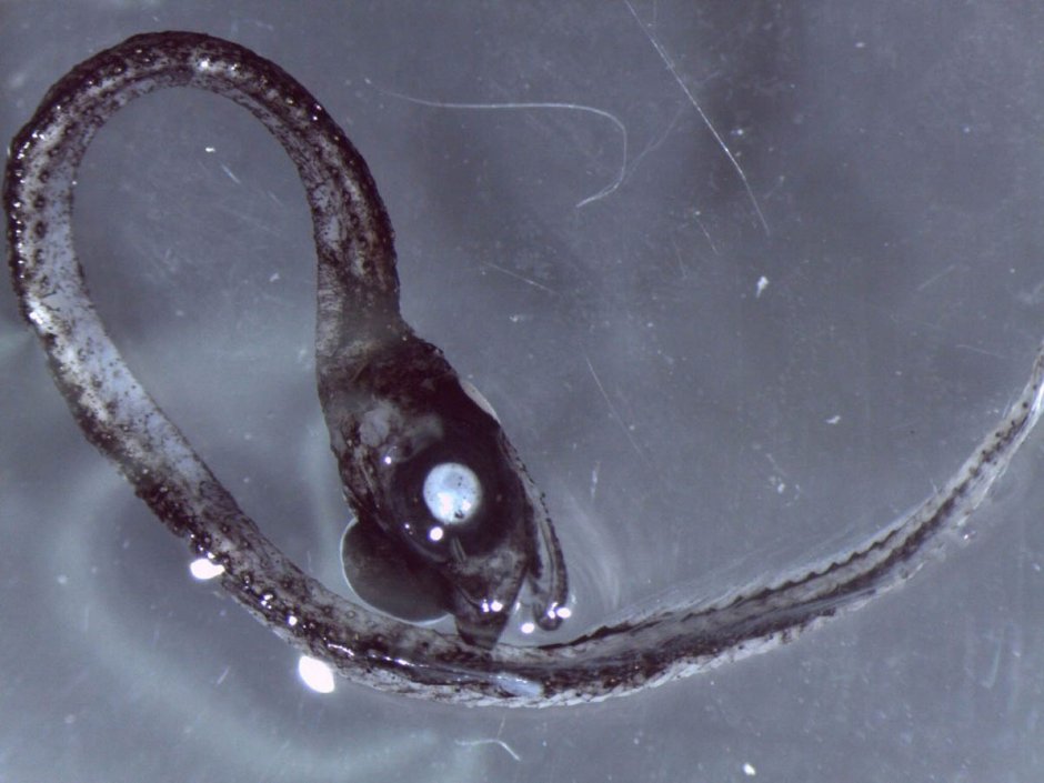 Рыба гадюка Слоана