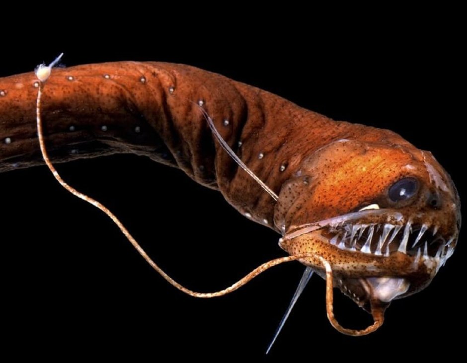 Тихоокеанский хаулиод