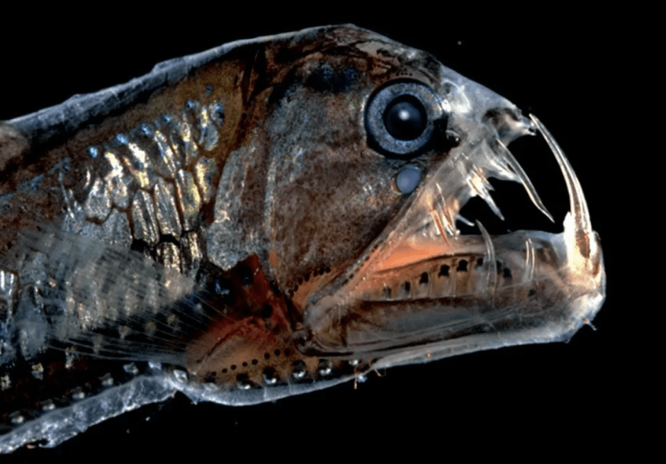 Глубоководные рыбы