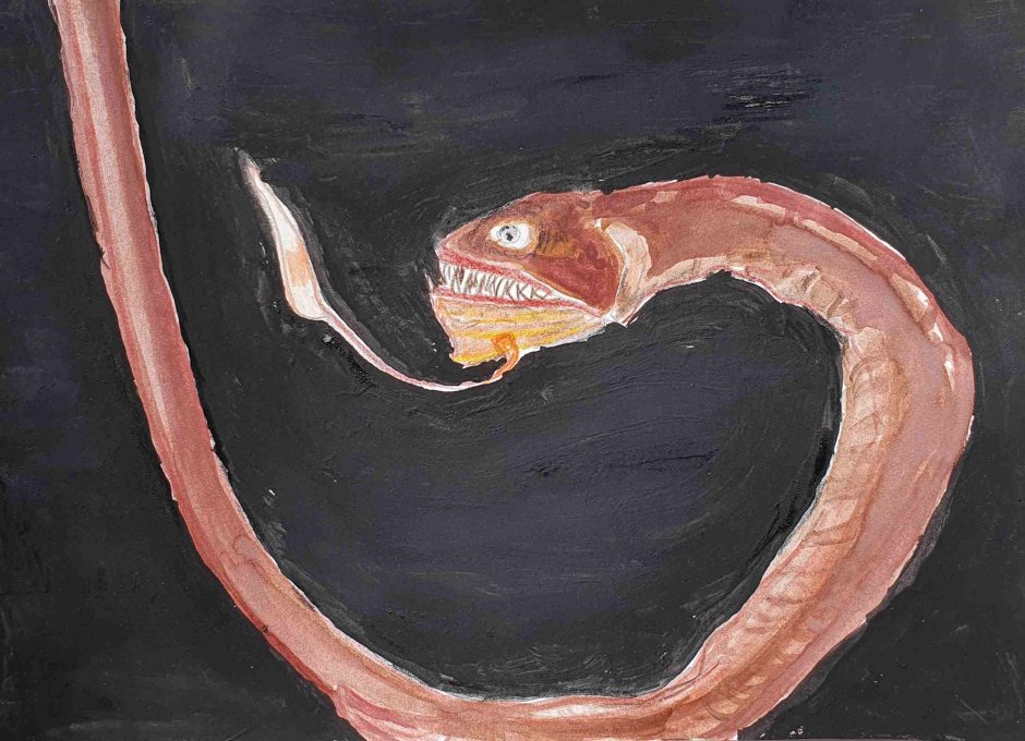 Атлантический индиакат