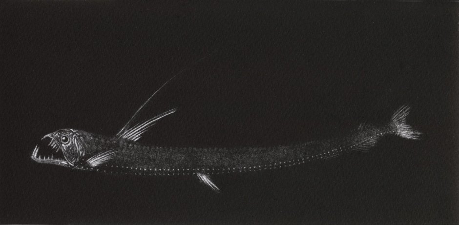 Рыба дракон живет на большой глубине