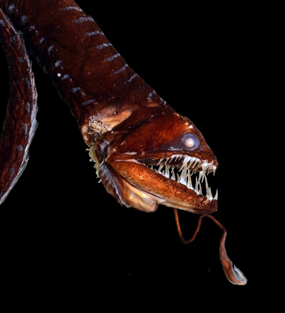 Тихоокеанский идиакант