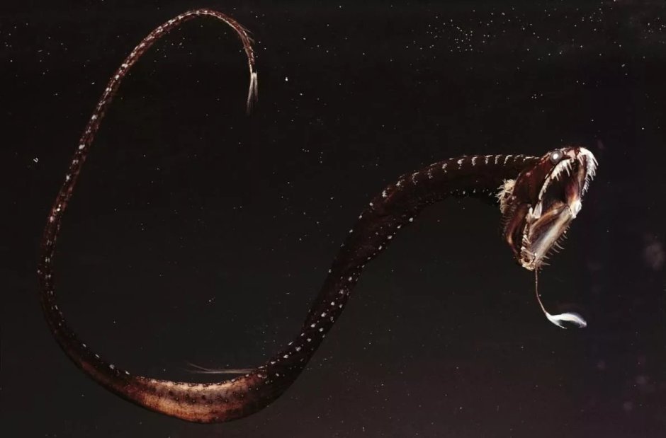 Idiacanthus Antrostomus