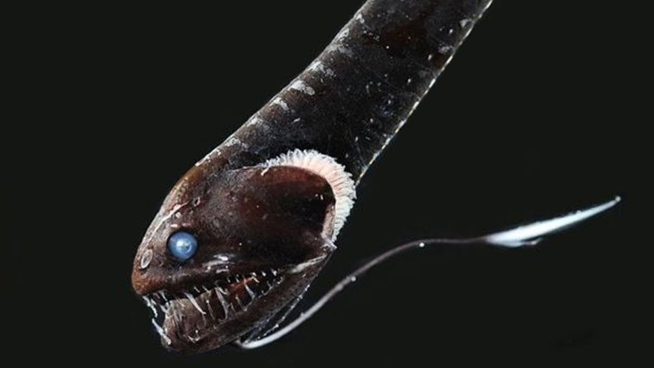 Обои на рабочий стол идиакант