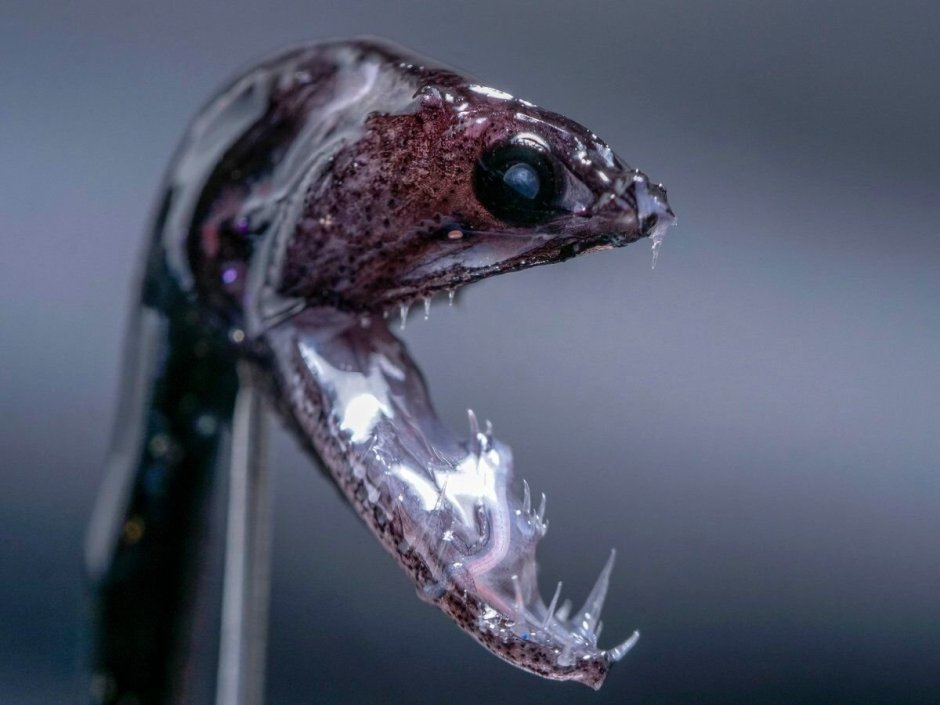 Тихоокеанский идиакант