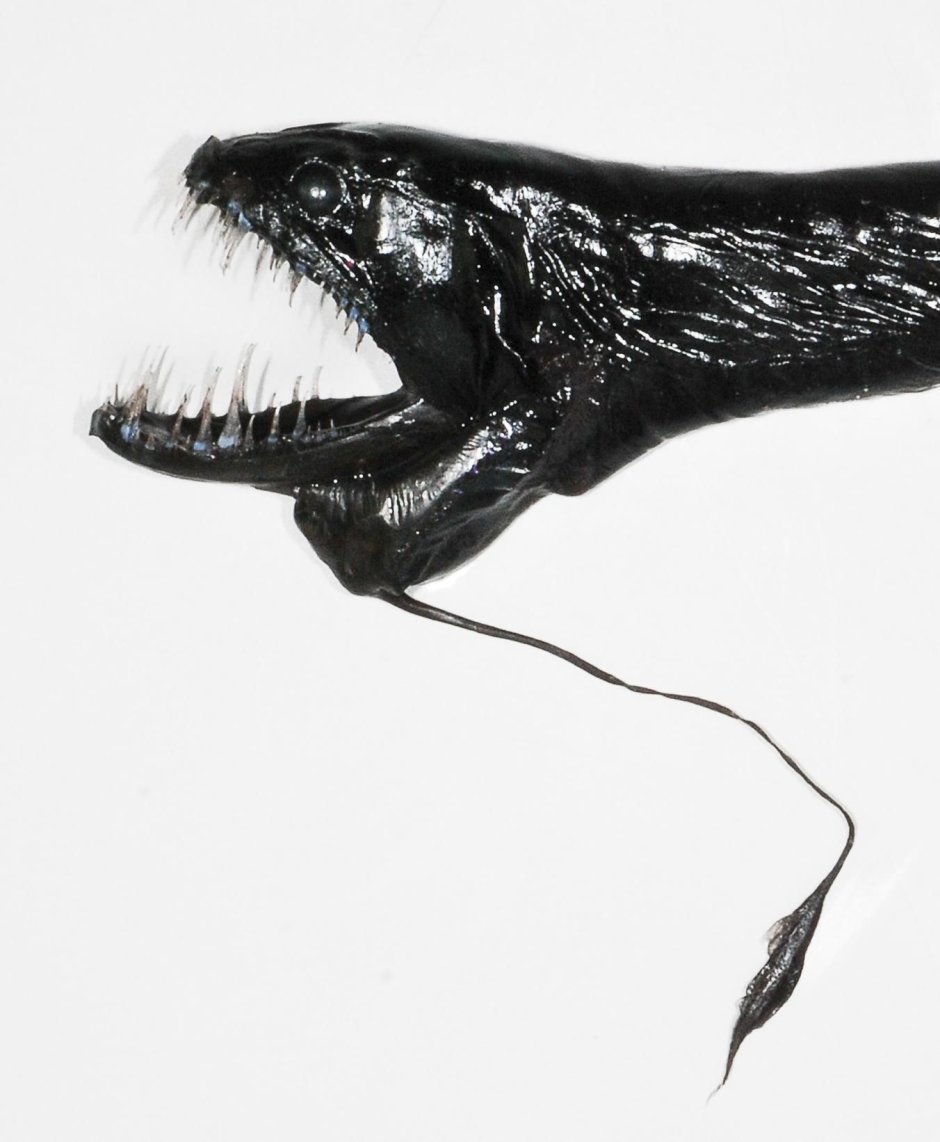 Хаулиод (рыба-гадюка)