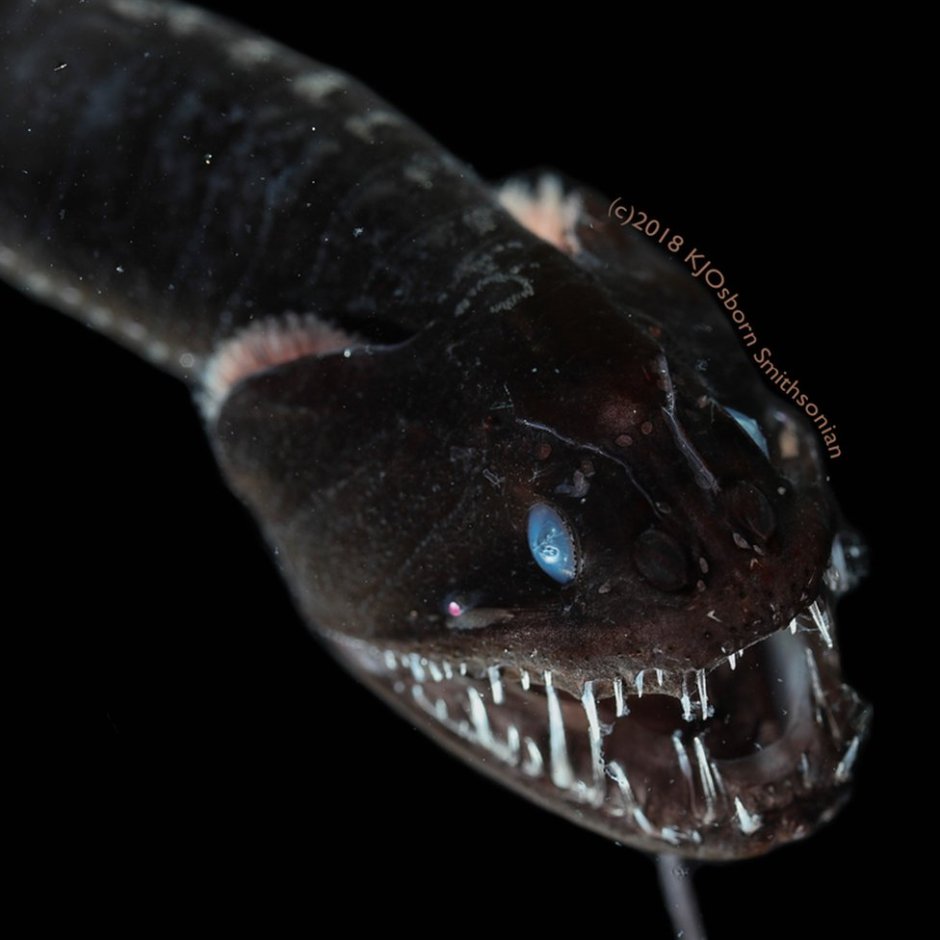 Атлантический индиакат