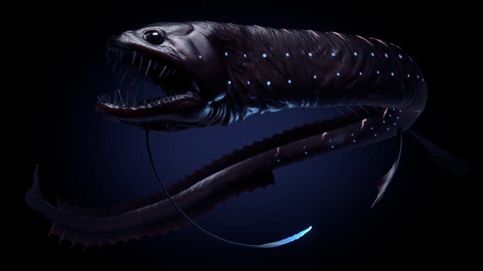 Атлантический идиакант