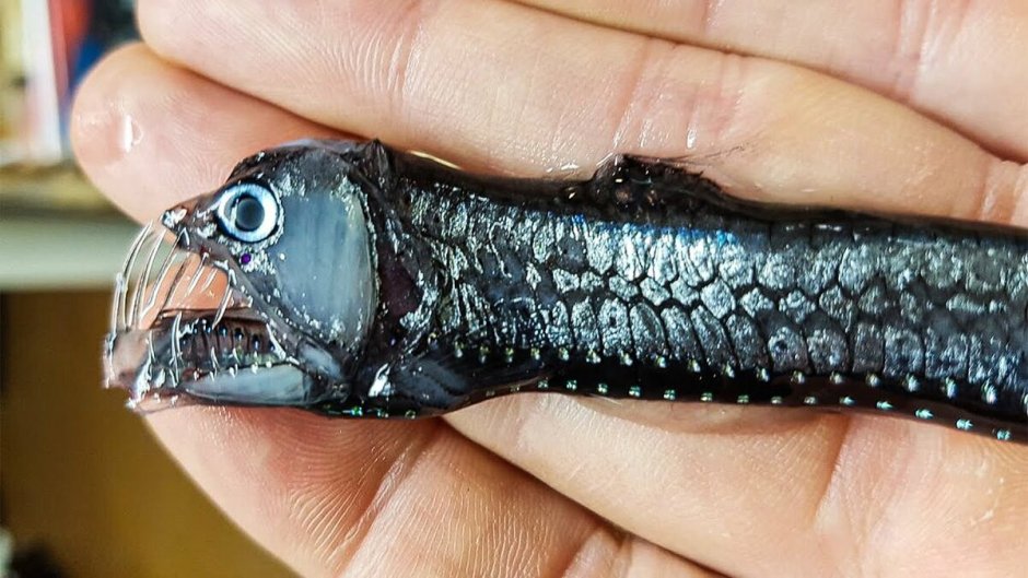 Атлантический индиакат