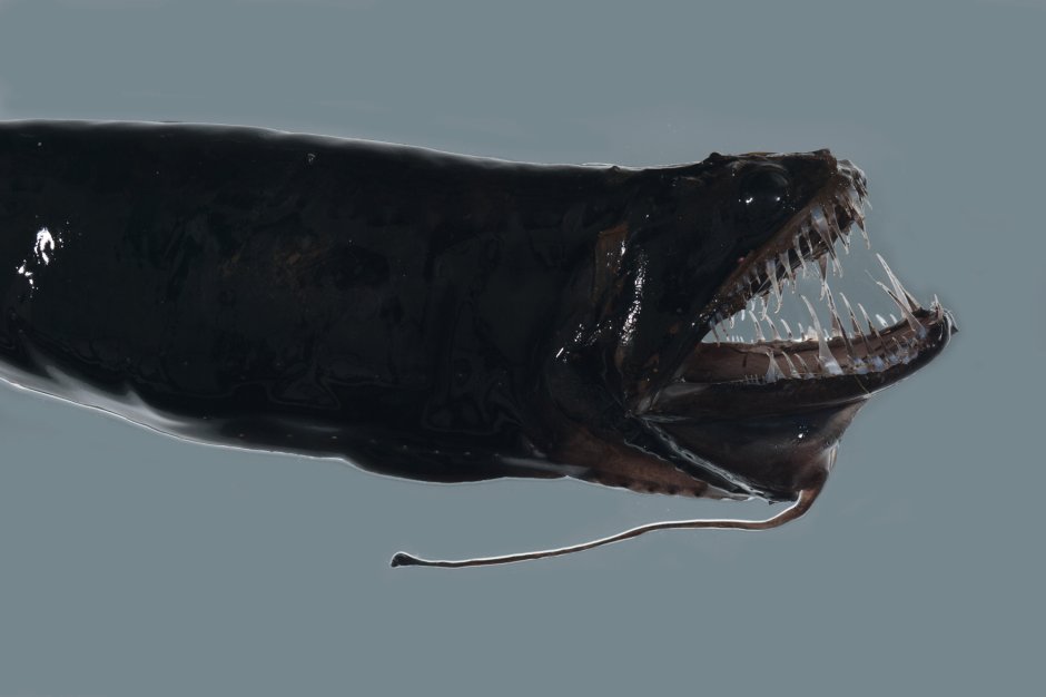 Атлантический идиакант рыба